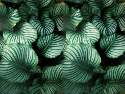 Calathea pattern, Foliage collection