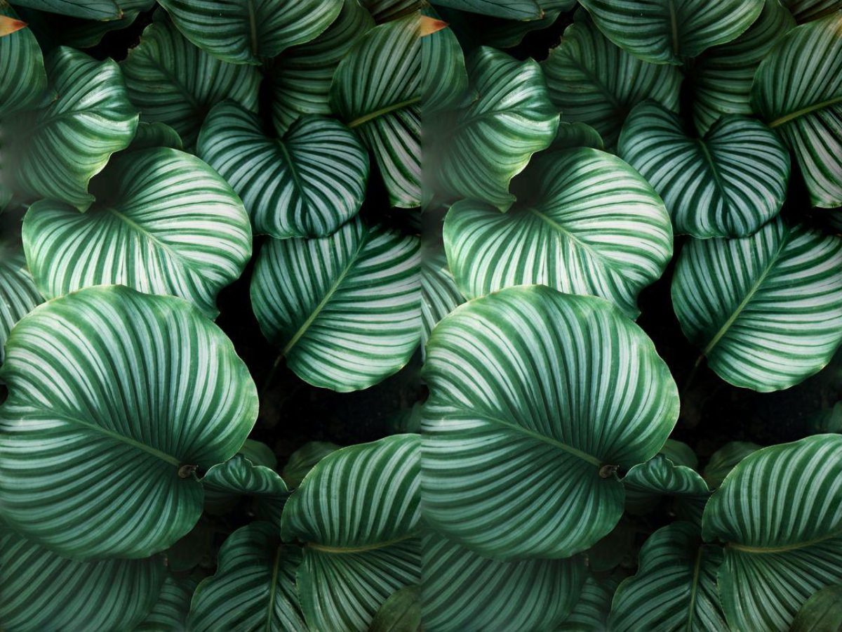 Calathea, Foliage collection, seamless repeat pattern shown in Natural (photographic)