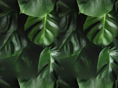 Dew monstera pattern, Foliage collection