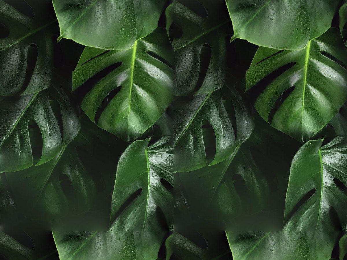 Dew monstera, Foliage collection, seamless repeat pattern shown in Natural (photographic)