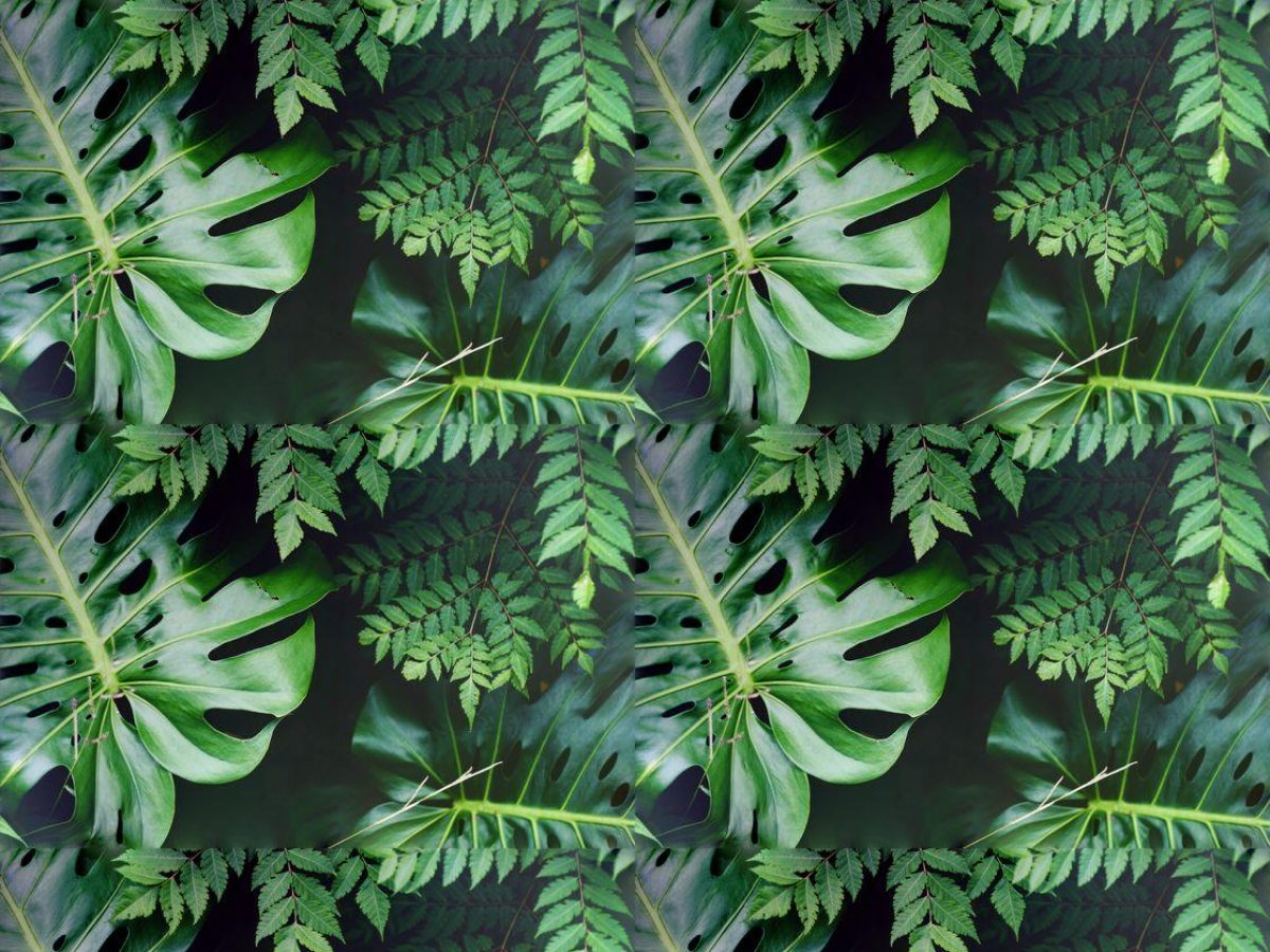 Fern and monstera, Foliage collection, seamless repeat pattern shown in Natural (photographic)