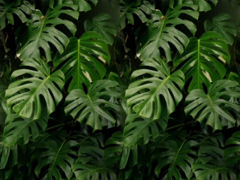 Monstera pattern, Foliage collection