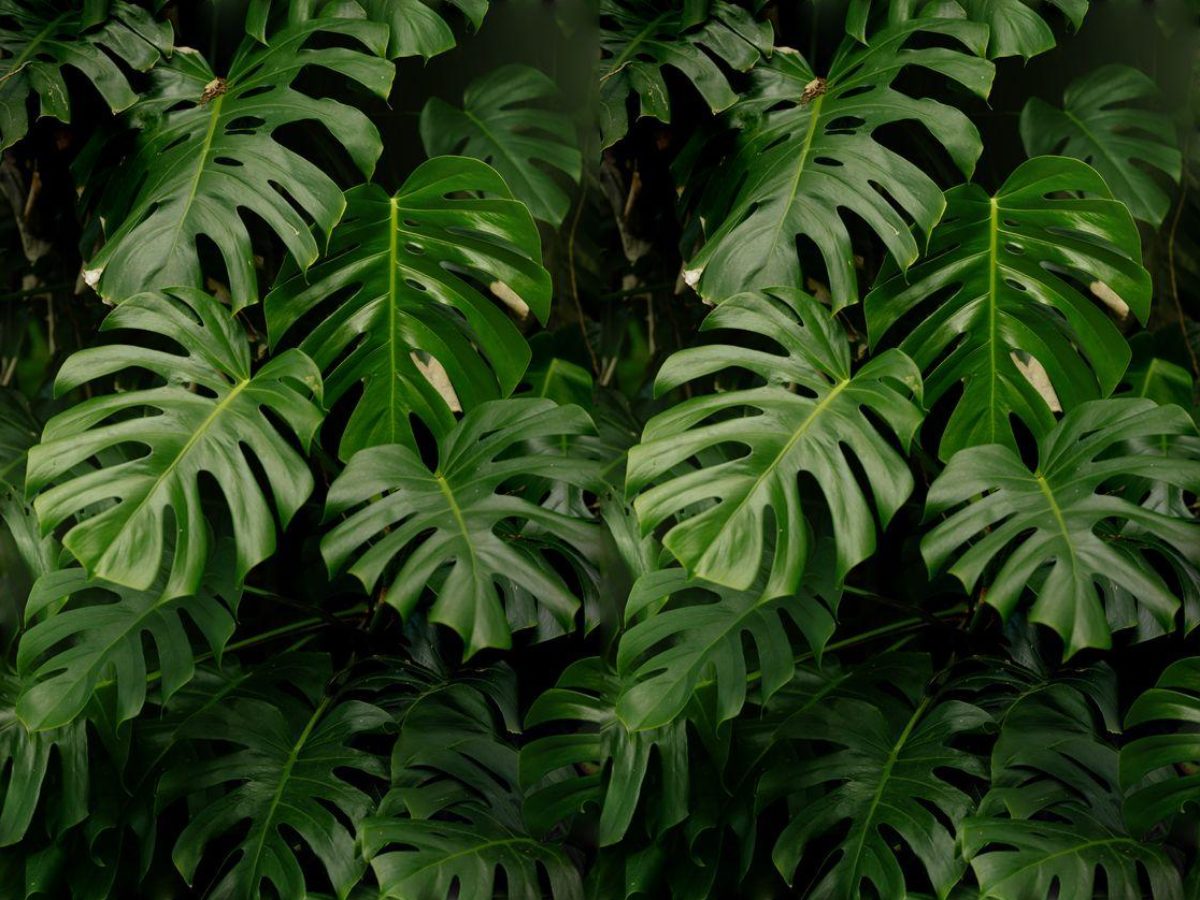 Monstera, Foliage collection, seamless repeat pattern shown in Natural (photographic)