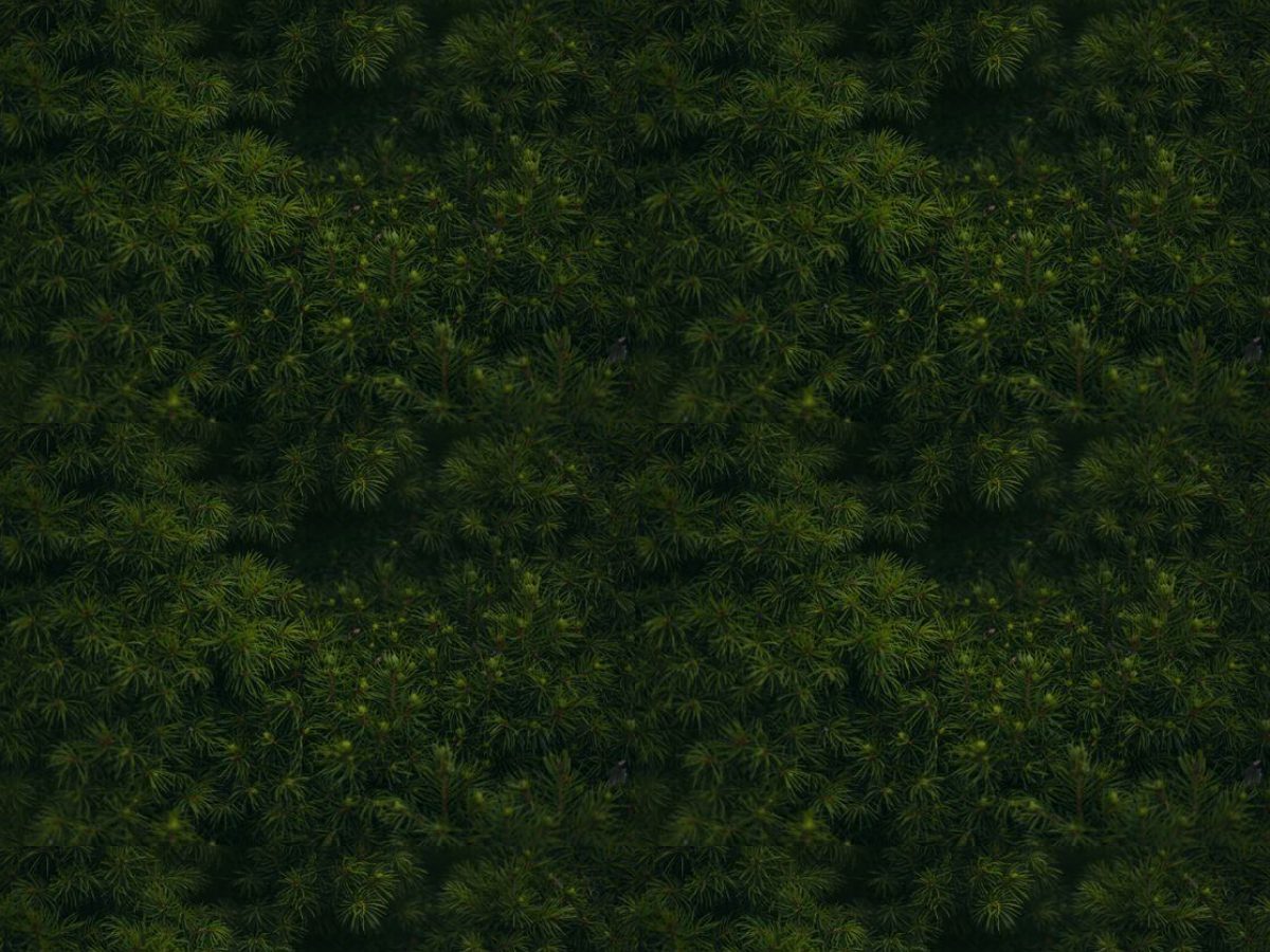 Spruce, Foliage collection, seamless repeat pattern shown in Natural (photographic)